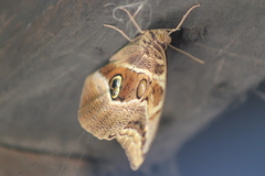 Eryphanis aesacus