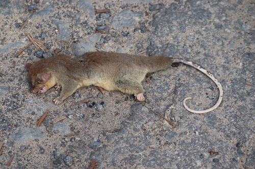 Bare-tailed Woolly Opossum