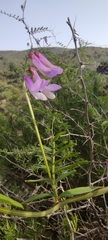 Vicia villosa pseudocracca