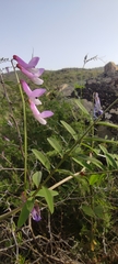 Vicia villosa pseudocracca