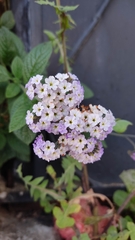 Heliotropium arborescens