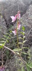 Vicia villosa pseudocracca