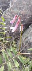 Vicia villosa pseudocracca