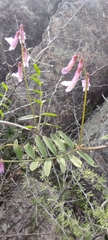 Vicia villosa pseudocracca