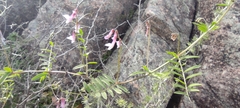 Vicia villosa pseudocracca