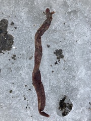 Alcyonidium pachydermatum