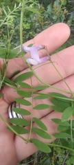 Vicia villosa pseudocracca