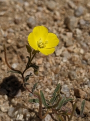 Camissonia kernensis gilmanii