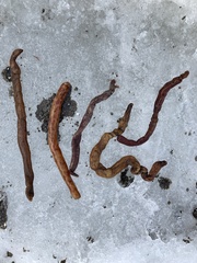 Alcyonidium pachydermatum