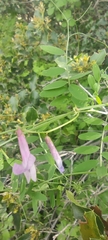 Vicia villosa pseudocracca