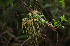 Strophanthus divaricatus