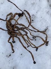 Alcyonidium pachydermatum