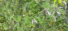 Vicia villosa pseudocracca