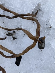 Alcyonidium pachydermatum