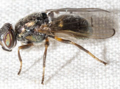 Senopterina foxleei