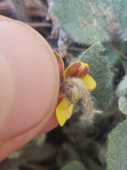 Viola purpurea aurea