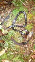 Tropidodipsas fischeri