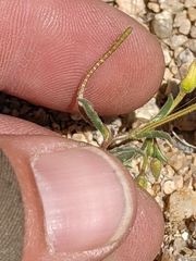 Camissonia kernensis gilmanii
