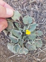 Viola purpurea aurea