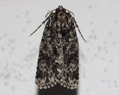 Acronicta impressa
