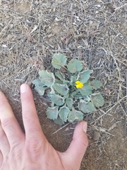 Viola purpurea aurea