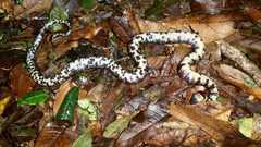 Tropidodipsas fischeri