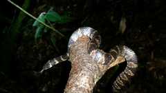 Tropidodipsas fischeri