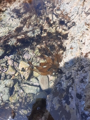 Lessoniaceae