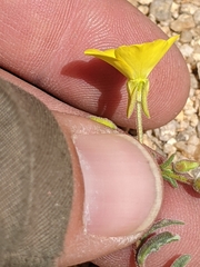 Camissonia kernensis gilmanii