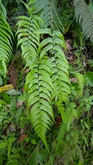 Diplazium wichurae