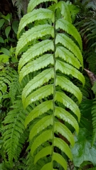 Diplazium wichurae