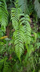 Diplazium wichurae