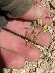 Camissonia kernensis gilmanii