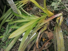 Maxillariinae