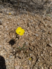 Camissonia kernensis gilmanii