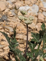Lomatium nevadense parishii