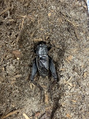 Gryllus fultoni