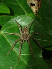 Ornodolomedes