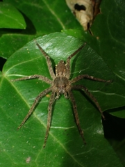 Ornodolomedes