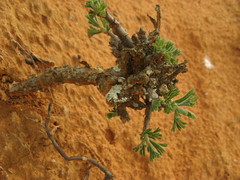 Pelargonium karooicum