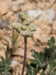 Lomatium nevadense parishii