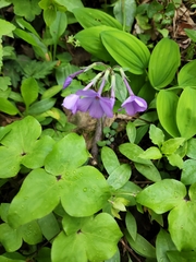 Phlox stolonifera