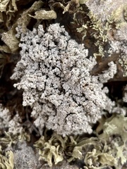 Stereocaulon vesuvianum