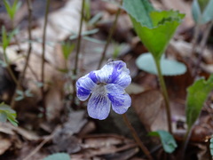 Cucumber mosaic virus