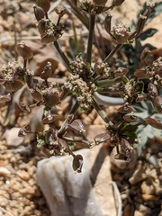 Lomatium nevadense parishii