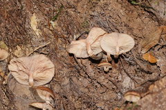 Armillaria hinnulea
