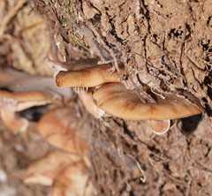 Armillaria hinnulea
