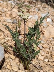 Lomatium nevadense parishii