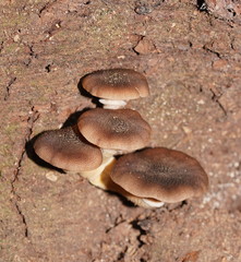 Armillaria hinnulea
