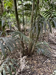 Ptychosperma macarthurii